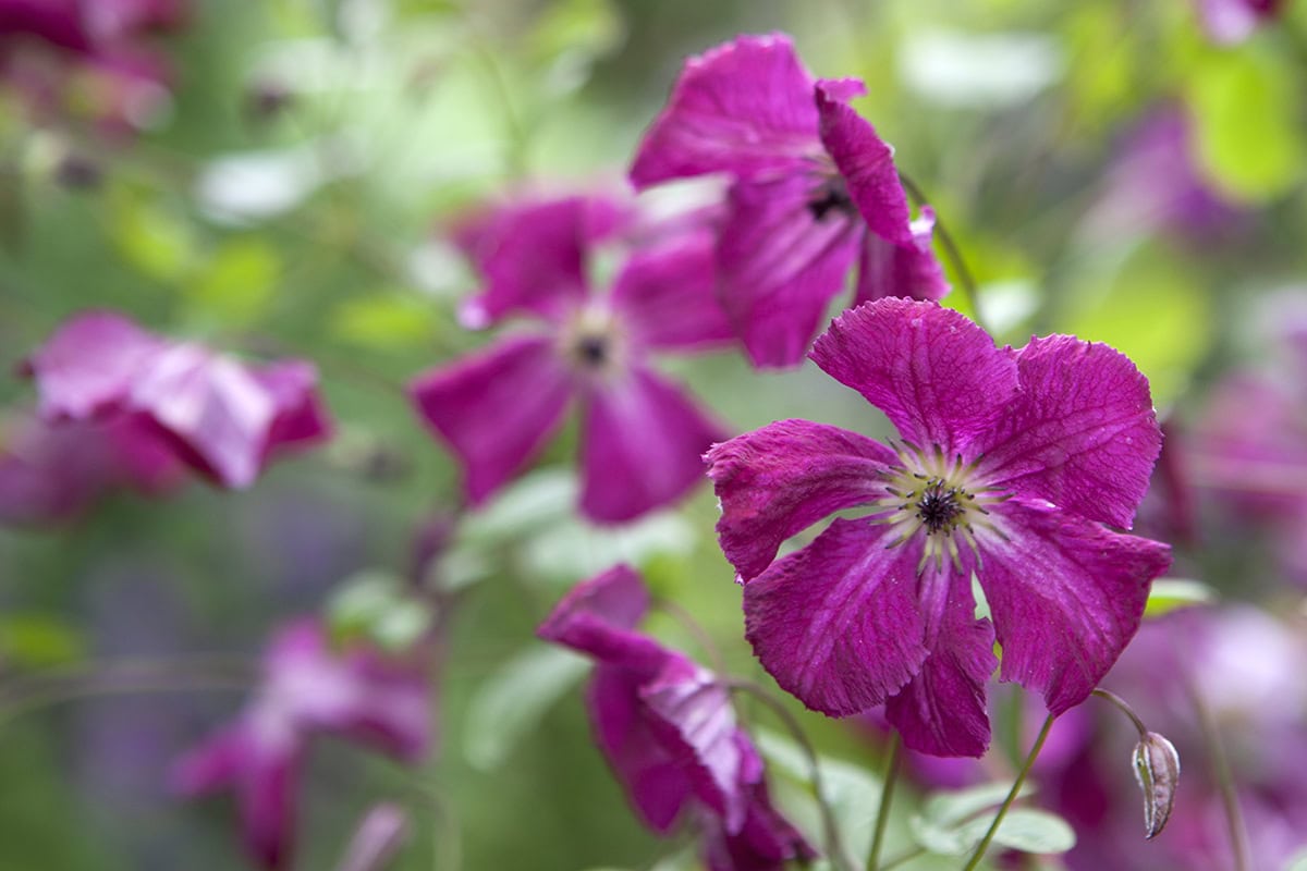 De paars-roze bloemen van de Clematis 'Kermesina'.