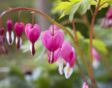 Roze bloemen met wit op het uiteinde, als een gebroken hartje.