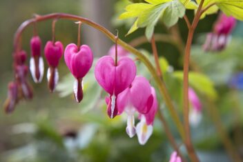 Roze bloemen met wit op het uiteinde, als een gebroken hartje.