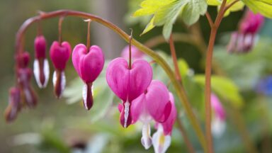 Roze bloemen met wit op het uiteinde, als een gebroken hartje.