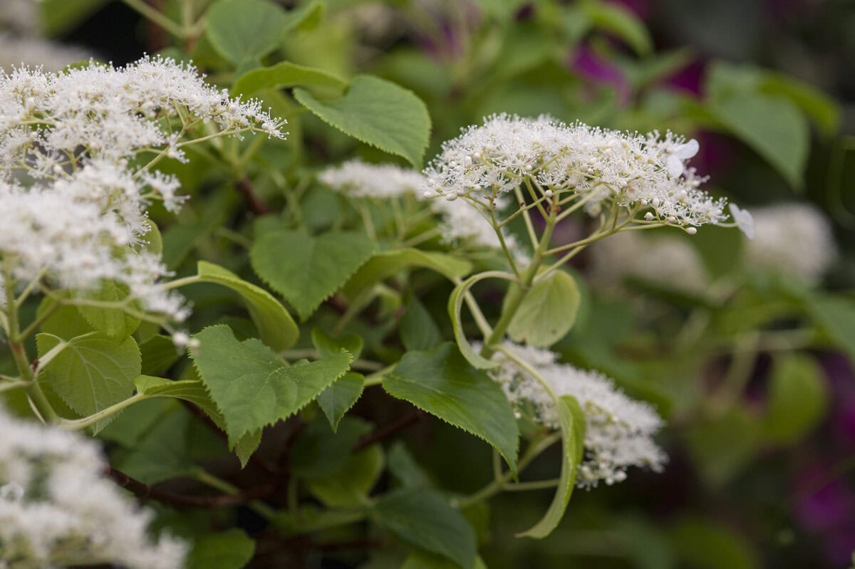 Witte bloemen en groen blad van de klimhortensia.
