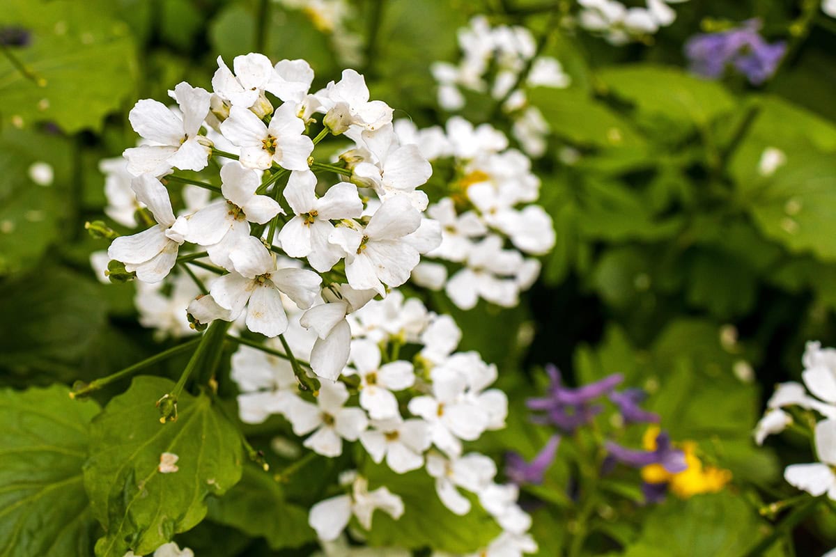 Witte bloemen van de Kaukasische look.
