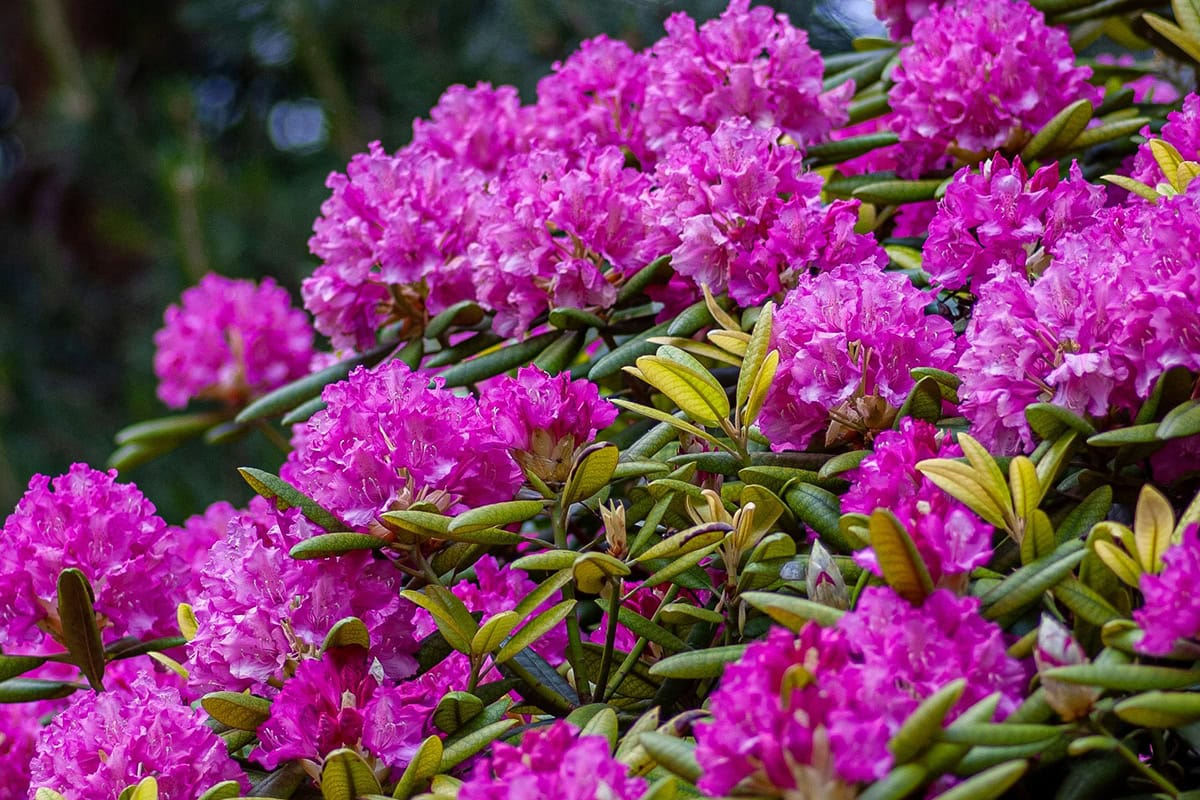 Paarse bloemen van een rododendron-struik.