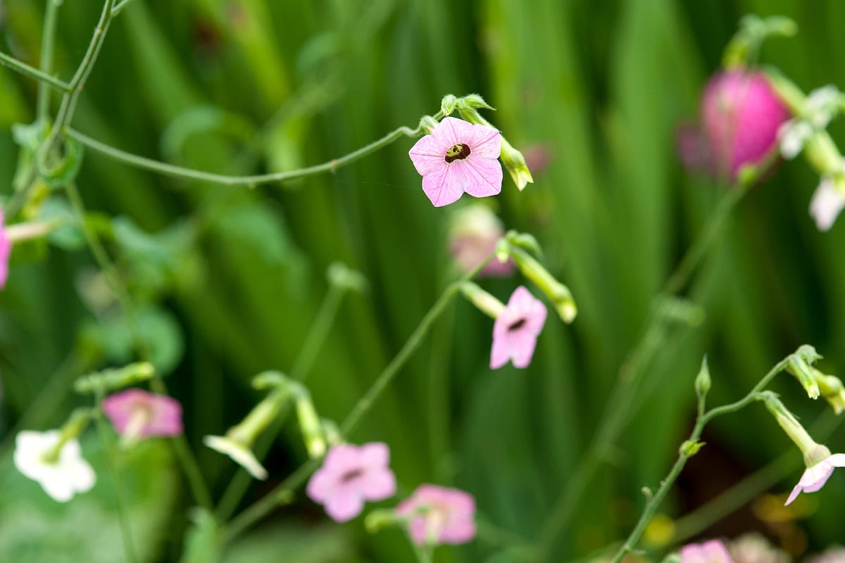 Roze bloem aan lange groene steel
