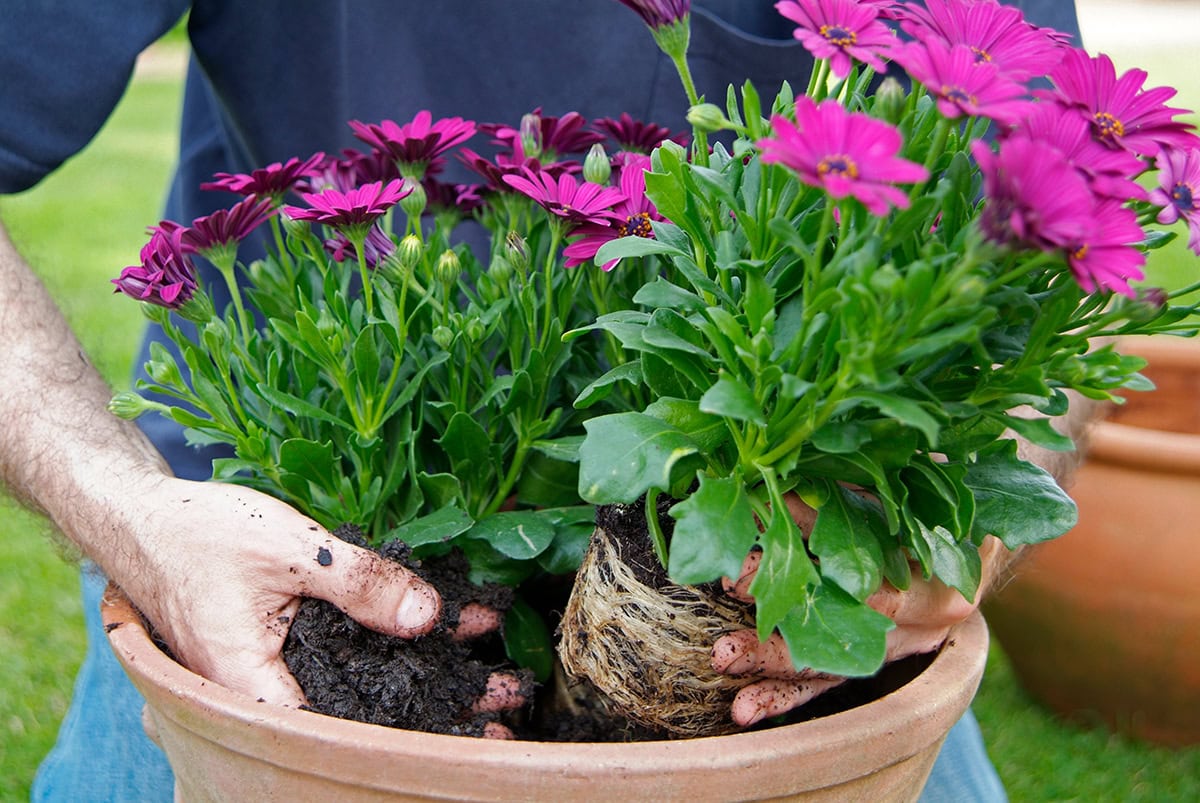 Iemand plant spaanse margriet in pot