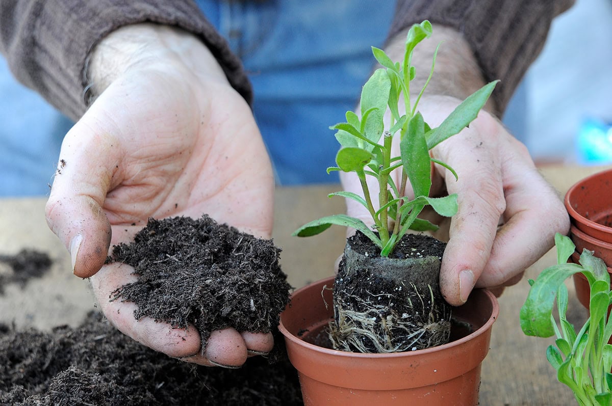 Iemand verpot jonge spaanse margriet in grotere pot