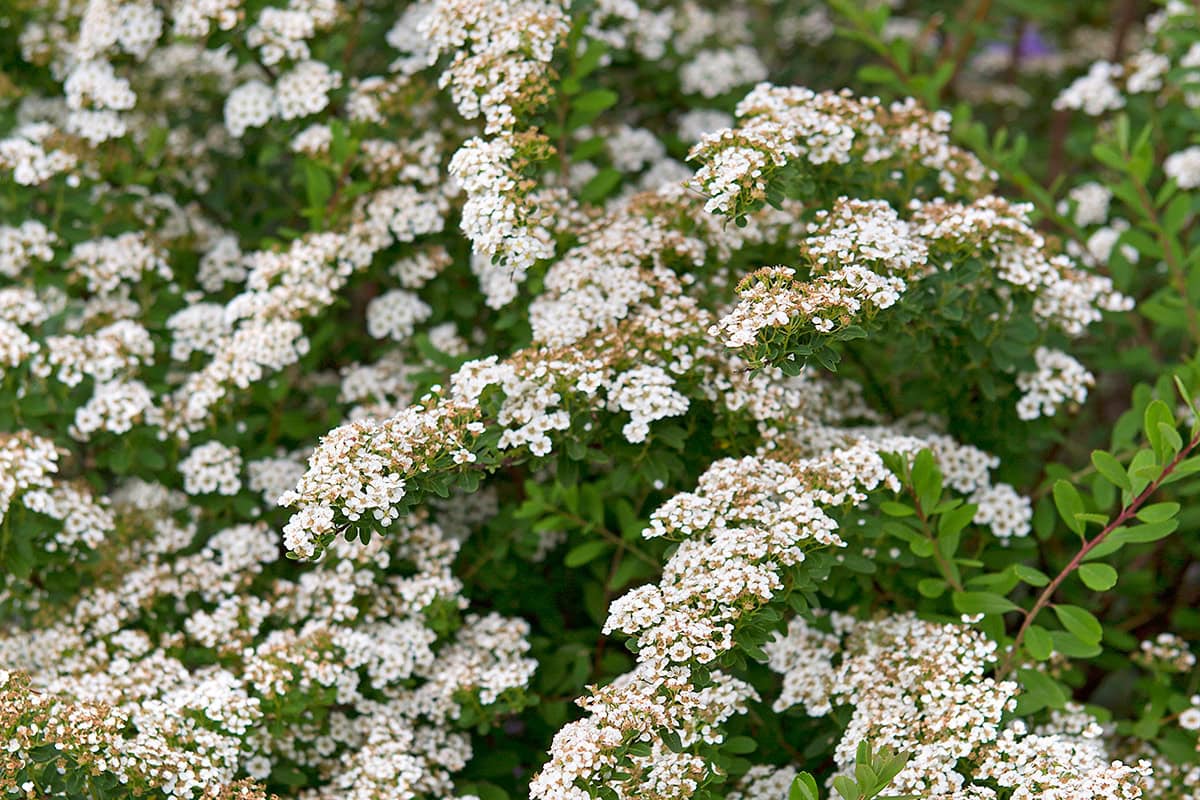 Witte bloemen aan groene struik.