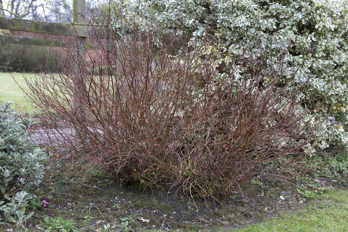 verwaarloosde spirea verjongen