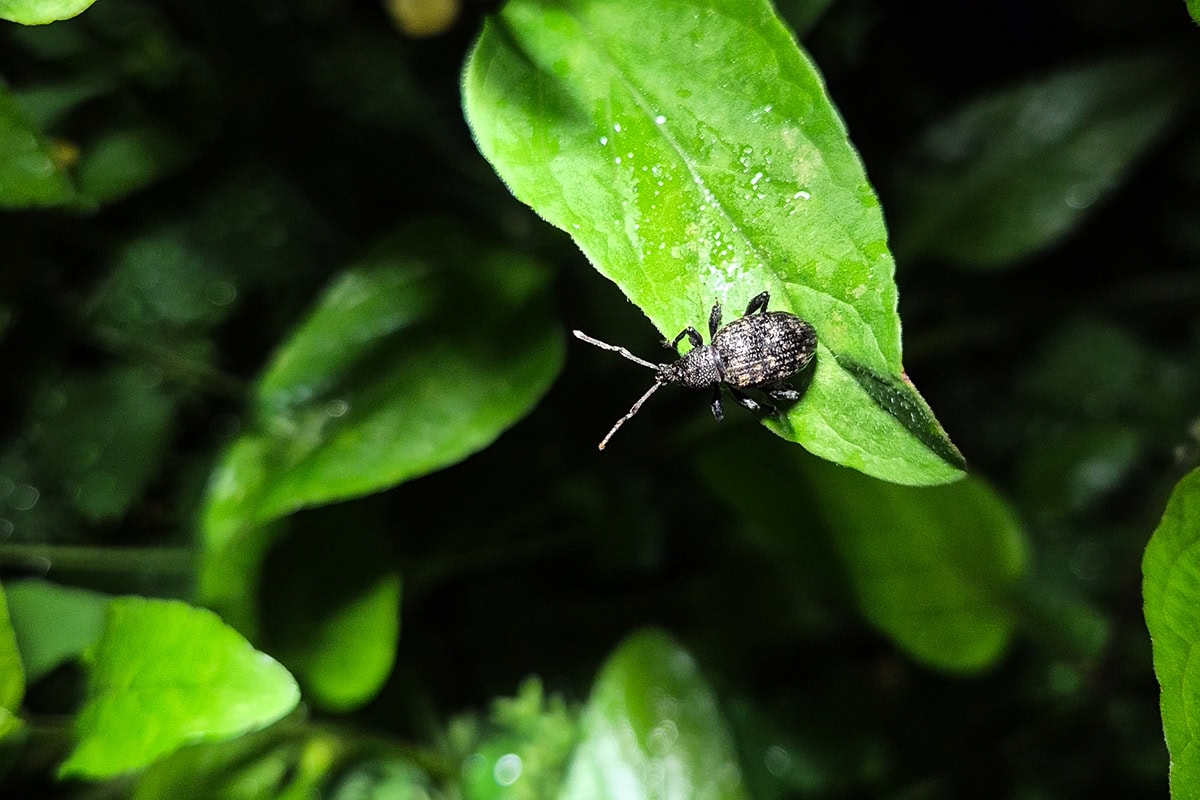 Kever zit op blad in de nacht,