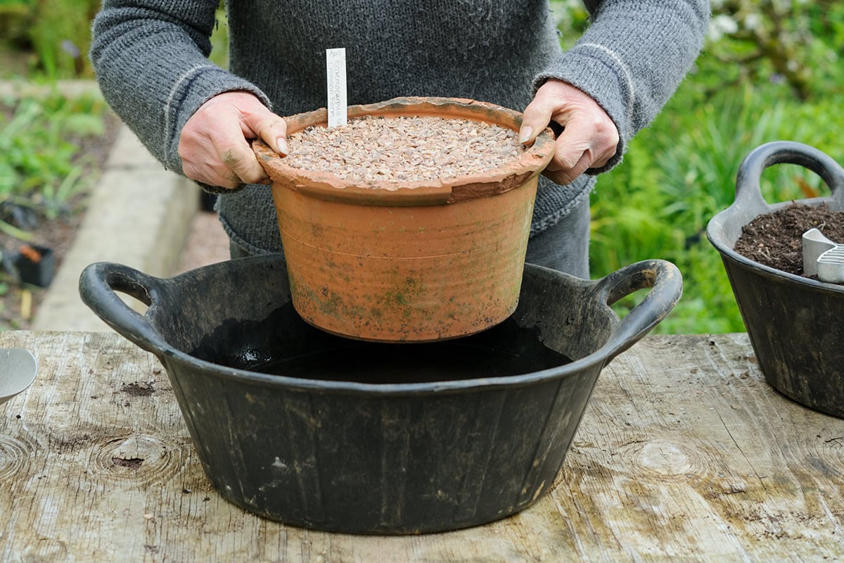 iemand laat een terracotta pot zakken in teil met water