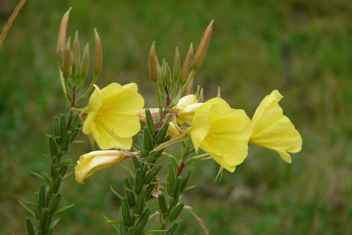 Gele bloemen van de teunisbloem.