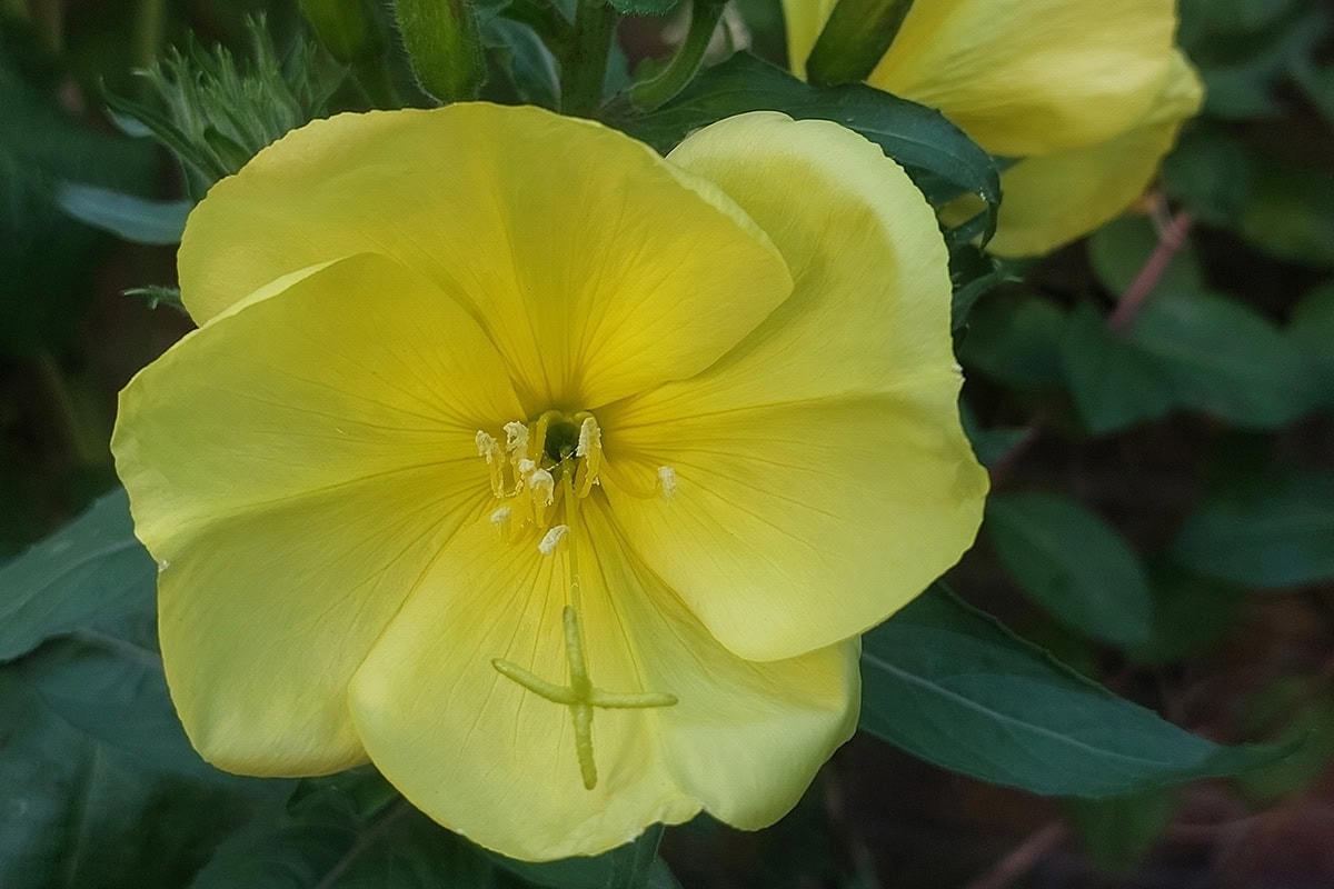 Gele open bloem van de teunisbloem