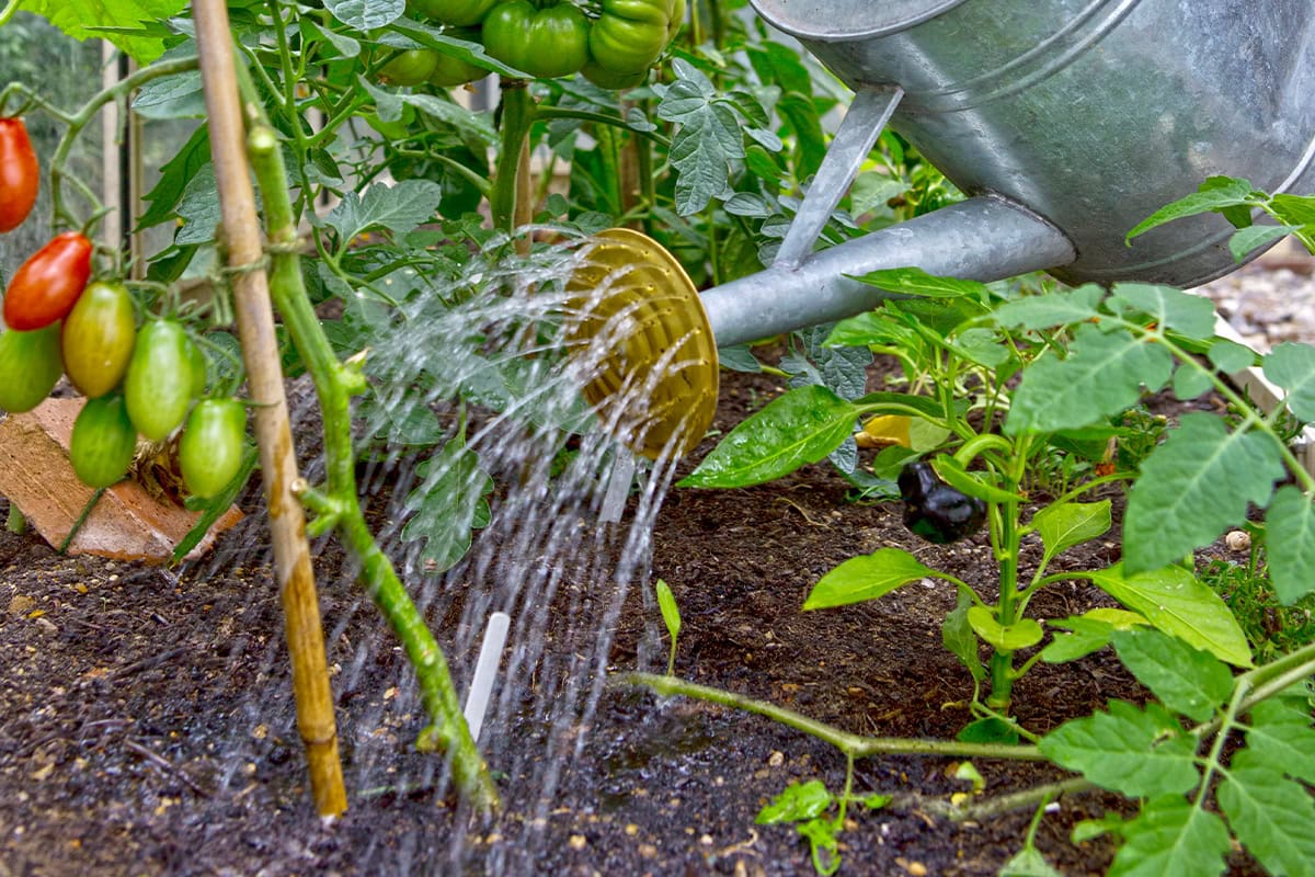 Gieter geeft water aan tomatenplant.