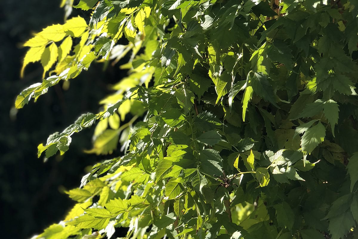 Groene veerdelige bladeren