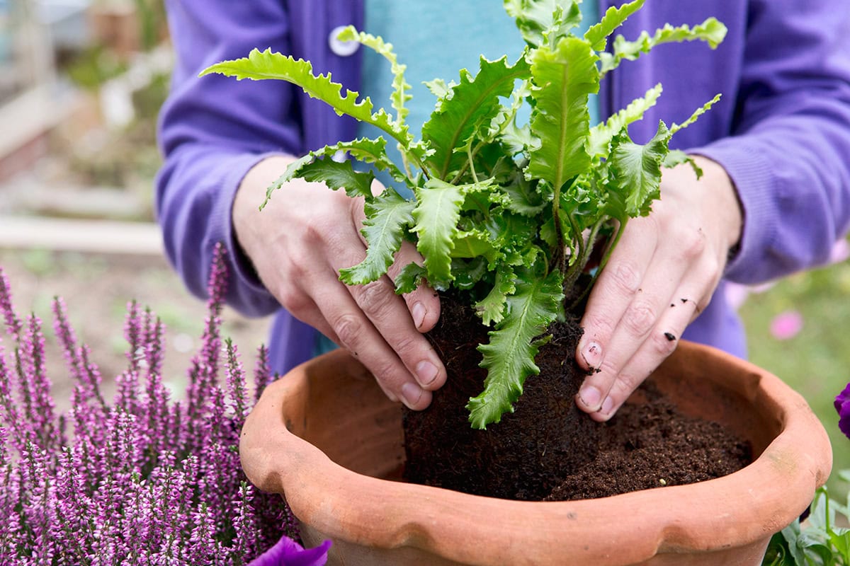 Iemand plant een varen in een pot.