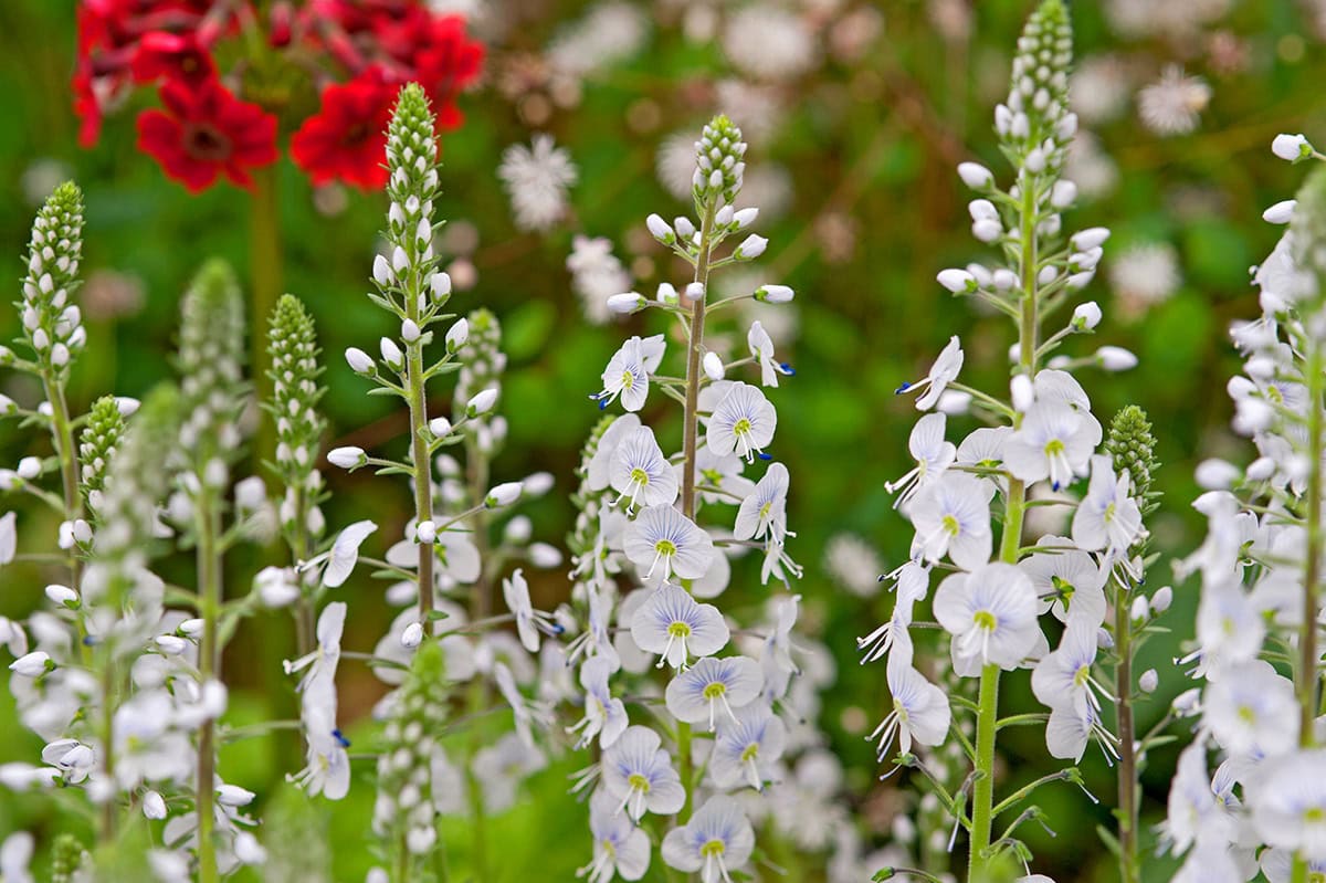 Ereprijs met witte bloemen