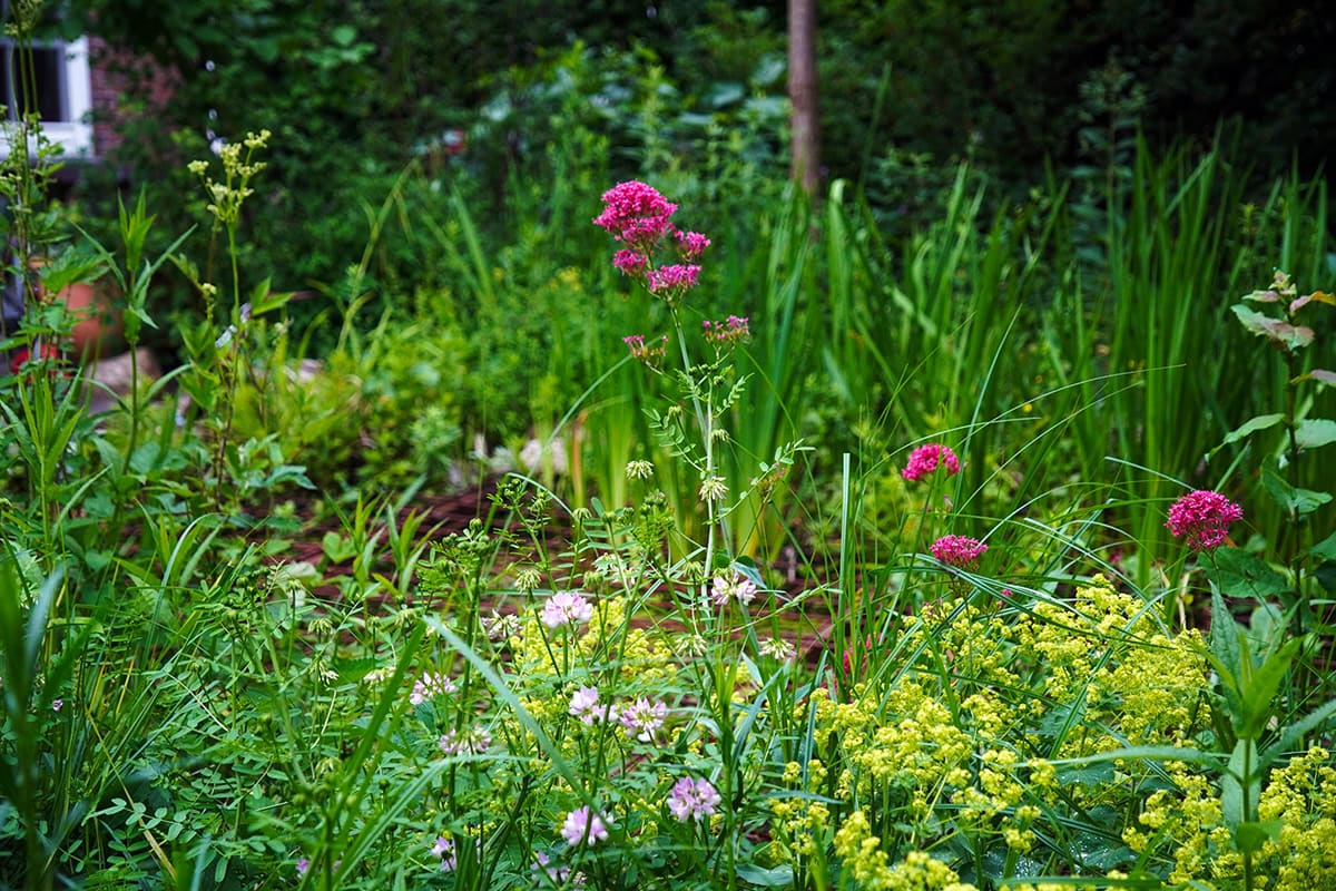 Verschillende soorten bloemen groeien weelderig door elkaar.