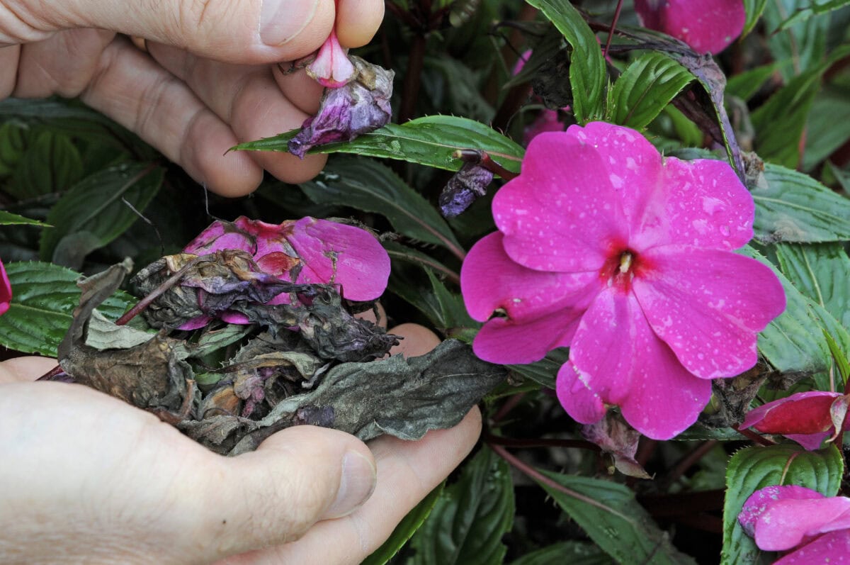 Hand haalt dode bloemen en blad uit het vlijtig liesje (roze bloem).