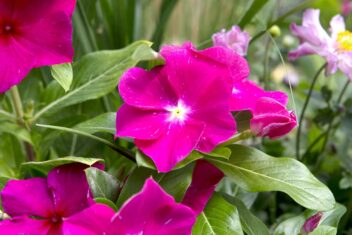 Magenta kleurige bloemen van het vlijtig liesje.