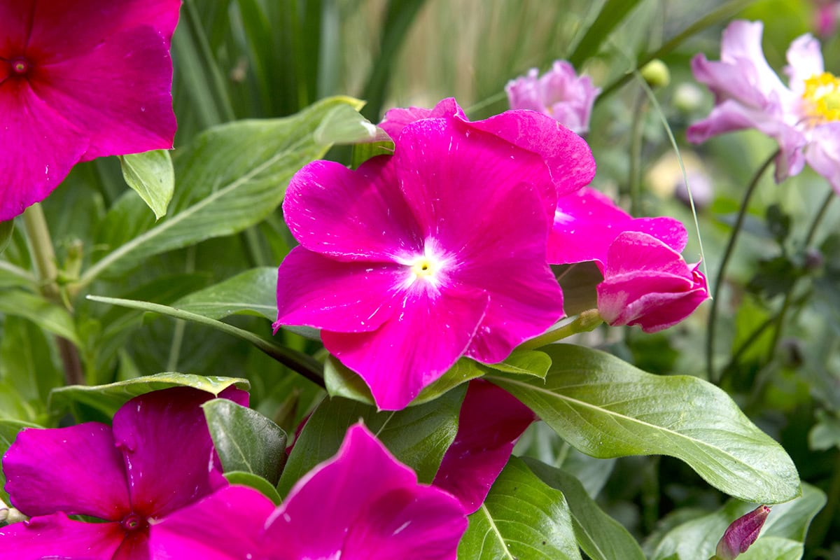 Magenta kleurige bloemen van het vlijtig liesje.