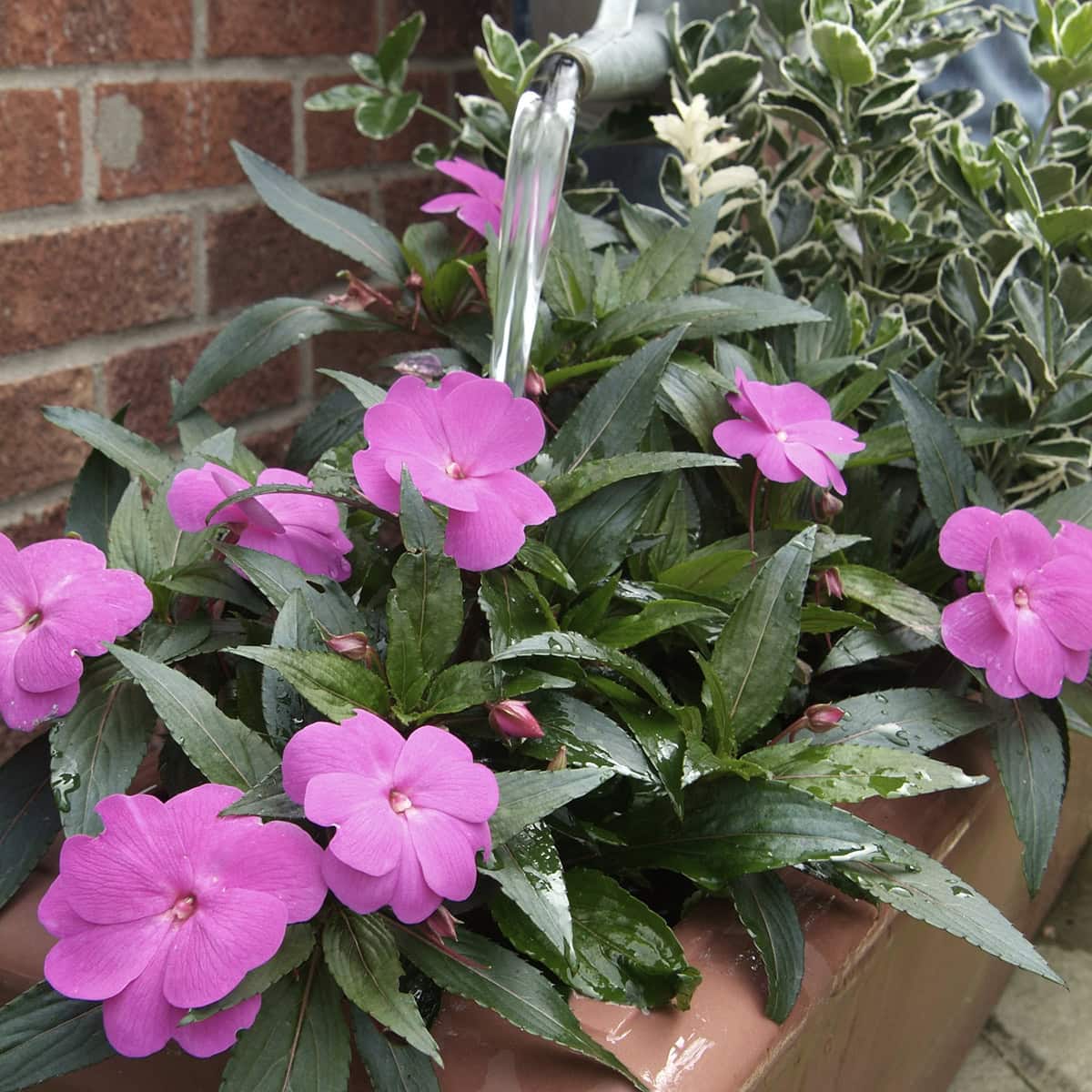 Water loopt uit gieter in plantenbak met vlijtig liesje Nieuw-Guinea (roze).