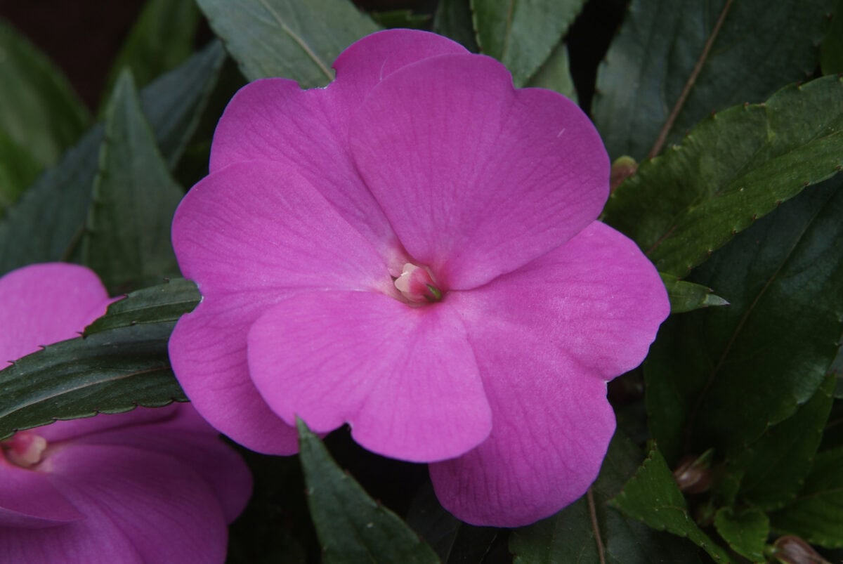 Roze bloem en groen blad van het vlijtig liesje.