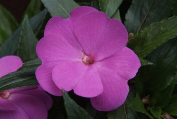 Roze bloem en groen blad van het vlijtig liesje.