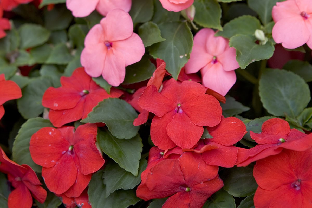 Rode en roze bloemen met groen blad van het vlijtig liesje.