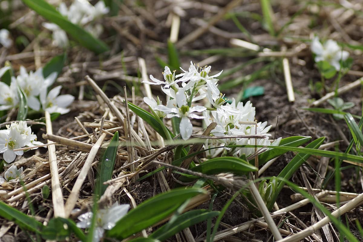De witte bloemen van vogelmelk in een tuin met stro als mulchlaag.