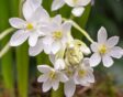 Witte bloemen van de vogelmelk.
