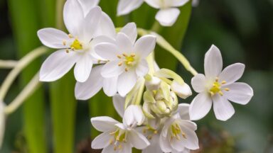 Witte bloemen van de vogelmelk.