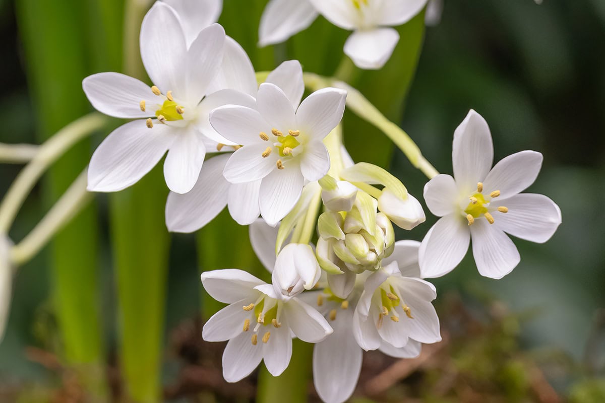 Witte bloemen van de vogelmelk.