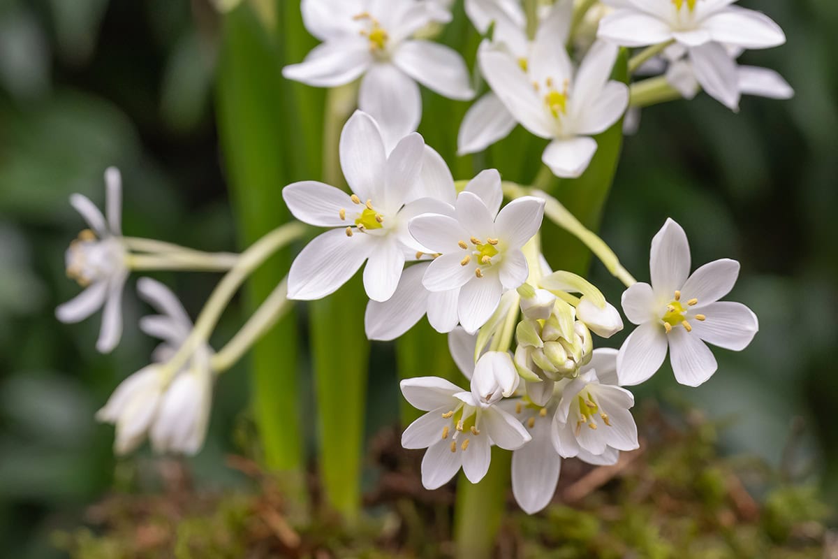 De witte, open bloemen van vogelmelk in de tuin.