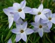 De stervormige witte bloemen van de voorjaarster in de tuin.