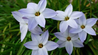 De stervormige witte bloemen van de voorjaarster in de tuin.