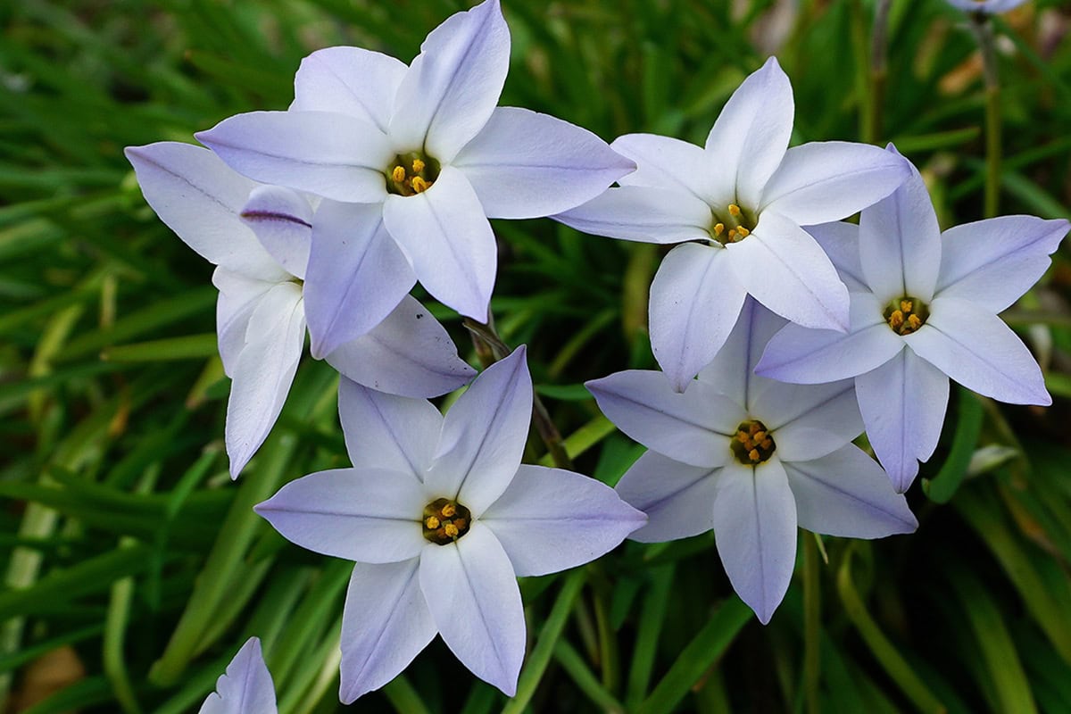 De stervormige witte bloemen van de voorjaarster in de tuin.