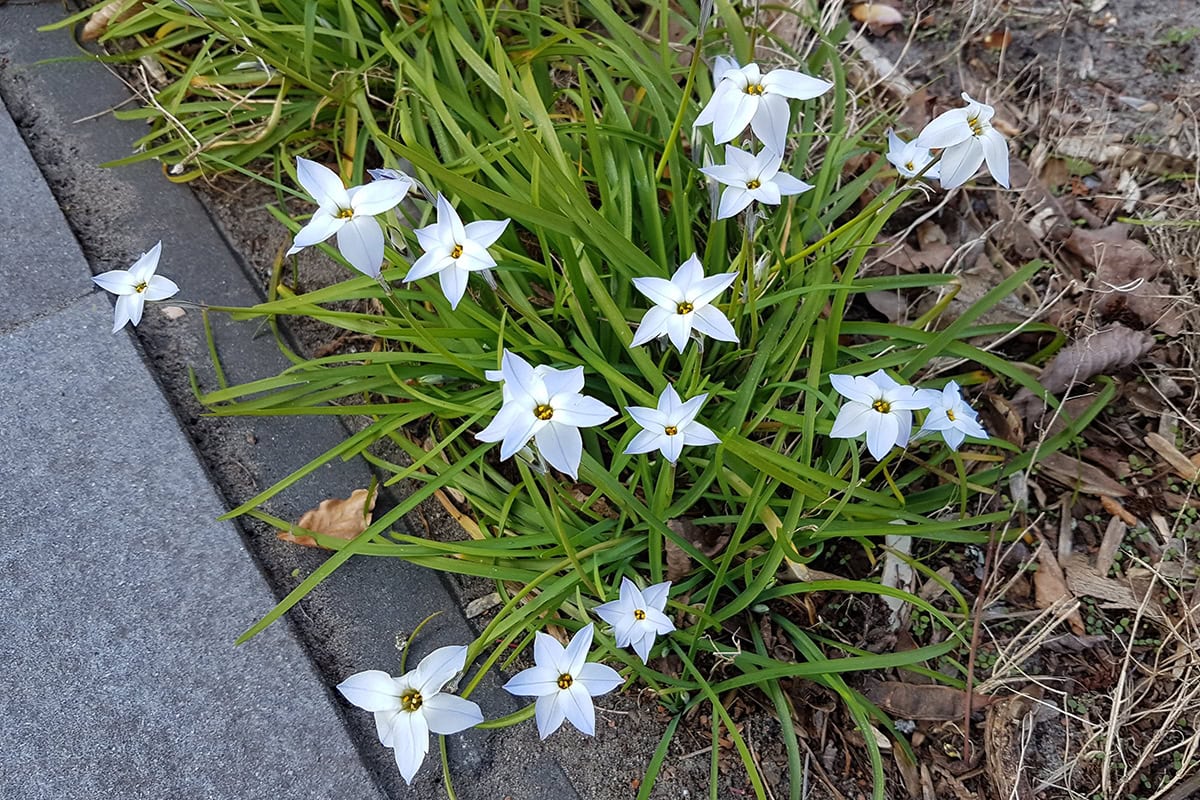 Een stukje van de tuin met bloeiende voorjaarster.