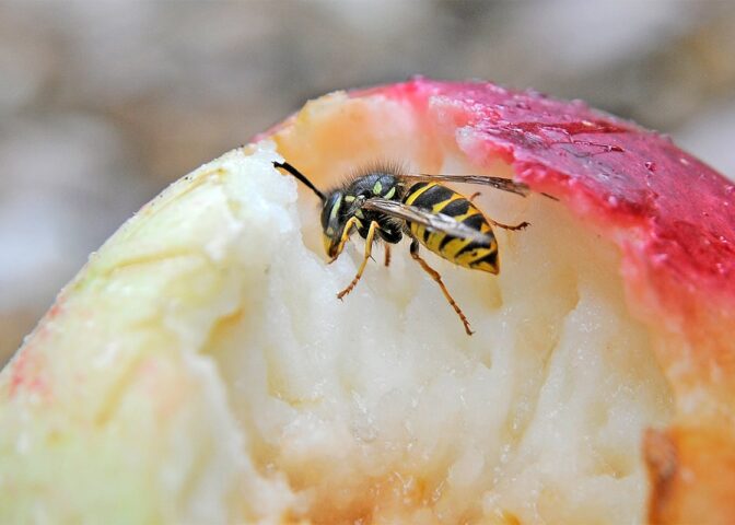 Wesp eet van appel