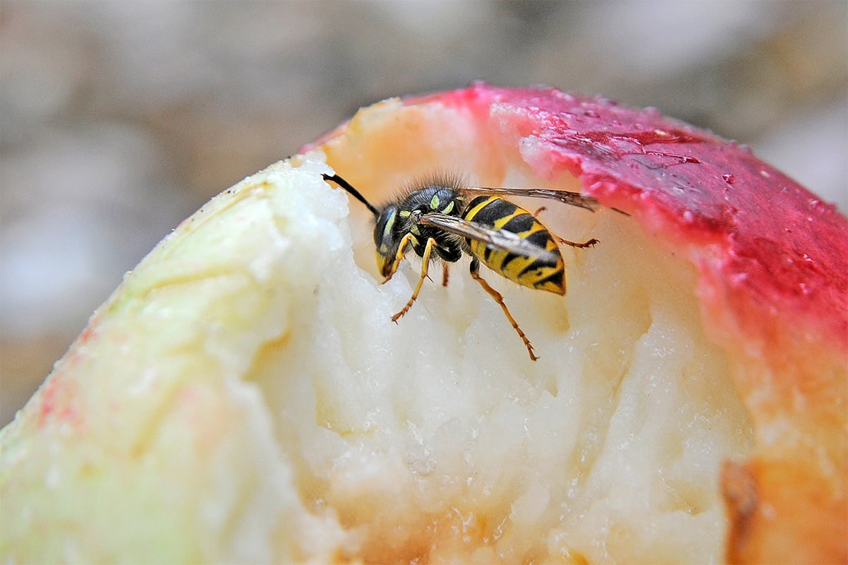 Wesp eet van appel