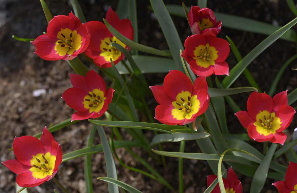 De rood met gele bloemen van Tulipa humilis 'Red beauty'