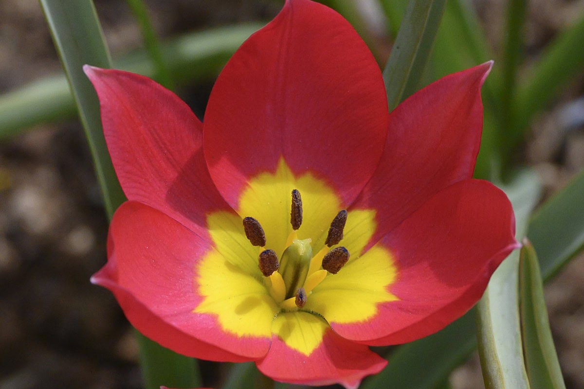 De open bloem van het wildtulpje: rode blaadjes met een geel hart.