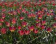 Een veld vol rood met gele wildtulpjes.