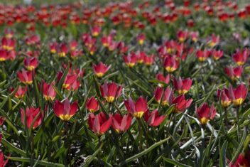 Een veld vol rood met gele wildtulpjes.