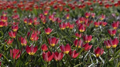 Een veld vol rood met gele wildtulpjes.