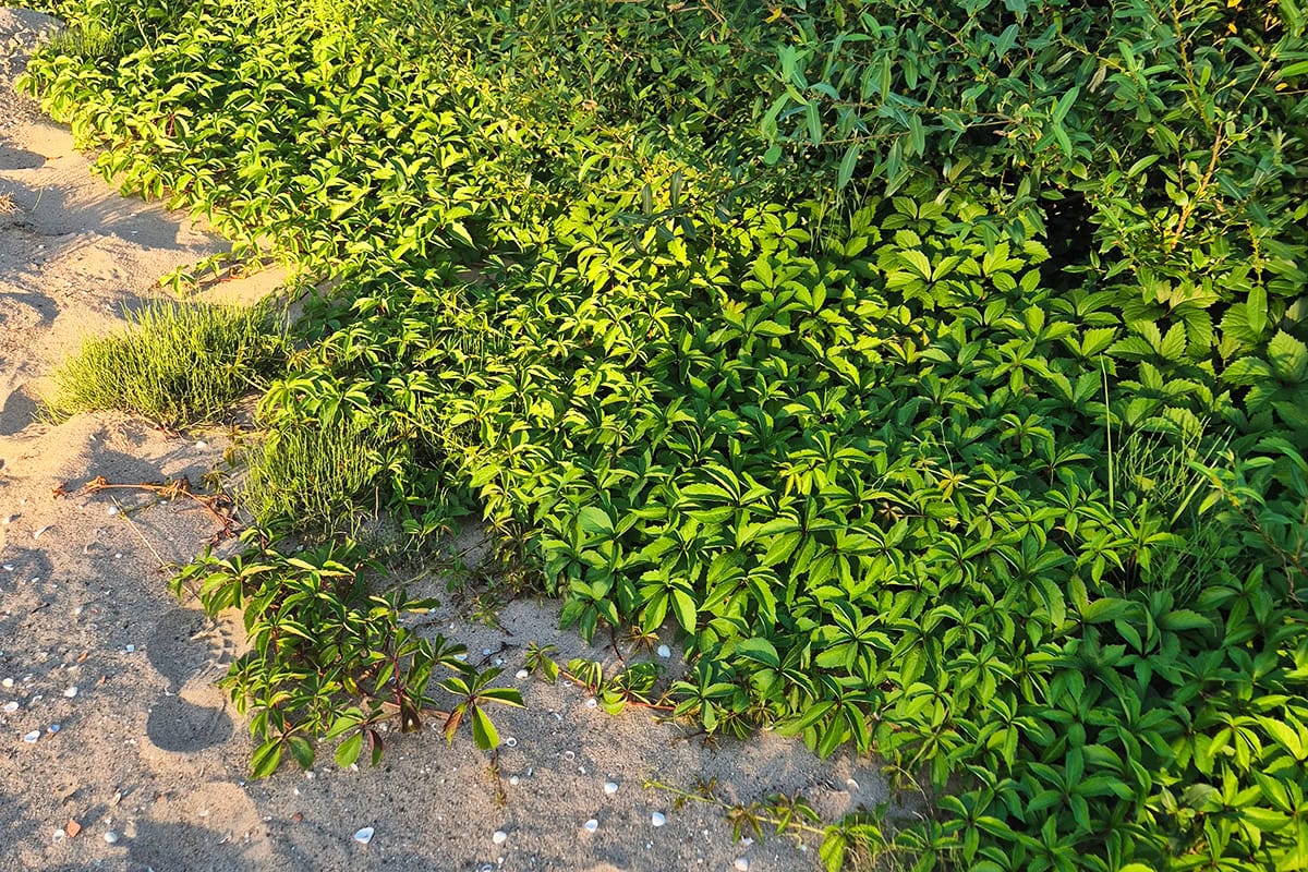 kruipende planten op strandje door andere planten heen.