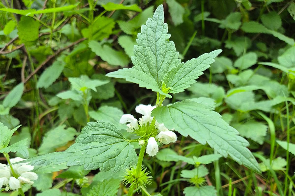 Witte bloemen aan plant met brandnetelachtige bladeren.
