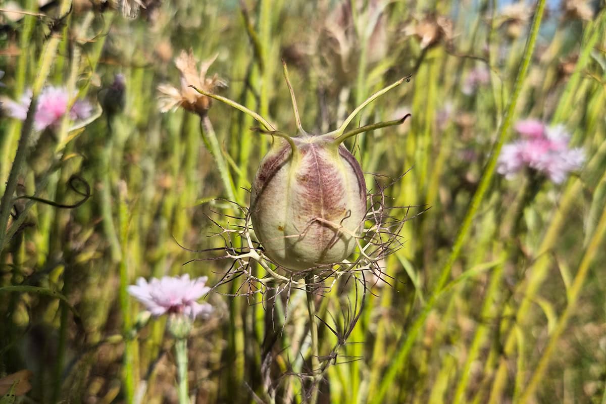 grote zaaddoos aan plant