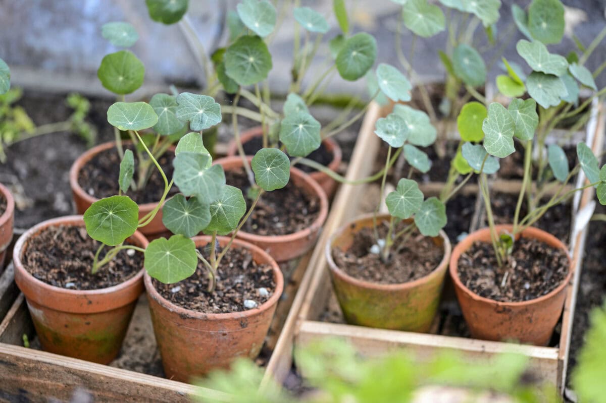 Zaailingen van Oost-Indische kers in potjes.