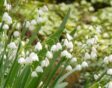 Witte klokjesbloemen van het zomerklokje