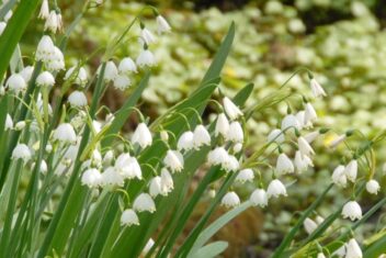 Witte klokjesbloemen van het zomerklokje